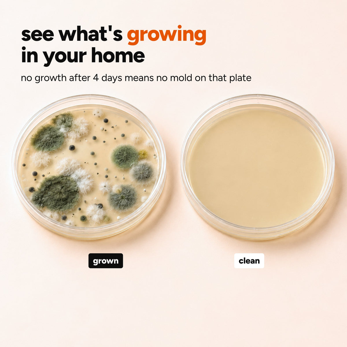 A plate with mold growth next to a clean plate