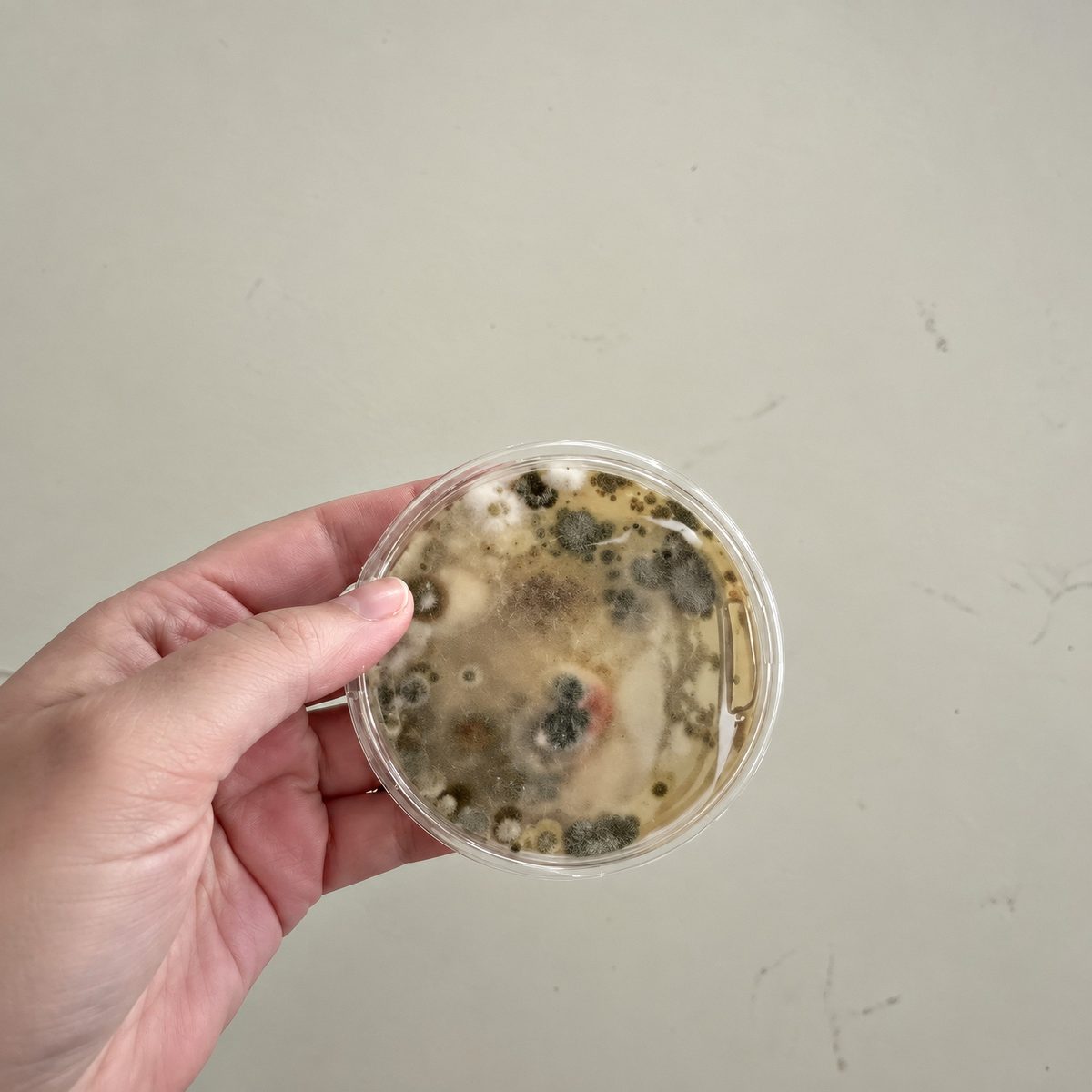 A hand holding a plate with mold growth
